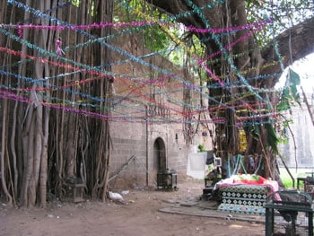 Sacred Trees: Mumbai's Green Ambassadors 8 At the gates to Shaniwar Wada fortress of the Marathis in the city center, we can take rest at the giant banyan melded with the walls.
