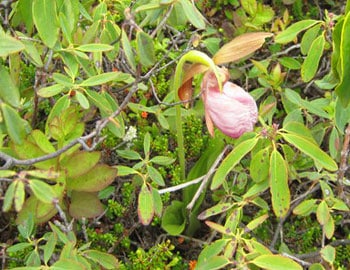 Newfoundland and the East Coast Trail 4 The Lady Slipper is a rare species and cannot regenerate itself unless its blossoming cycle is complete, so do not pick it! They’re very hard to find, but they line the Sugarloaf Path.