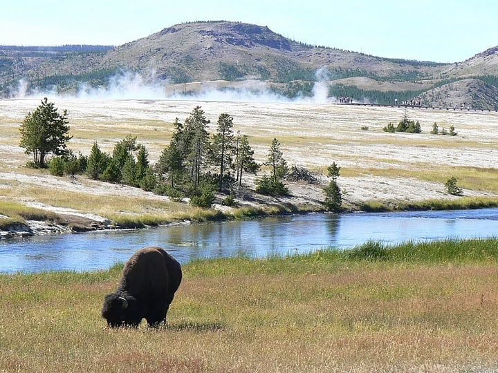 Wyoming: Viewing Wolves in Yellowstone Park 5 Bison in Yellowstone National Park.