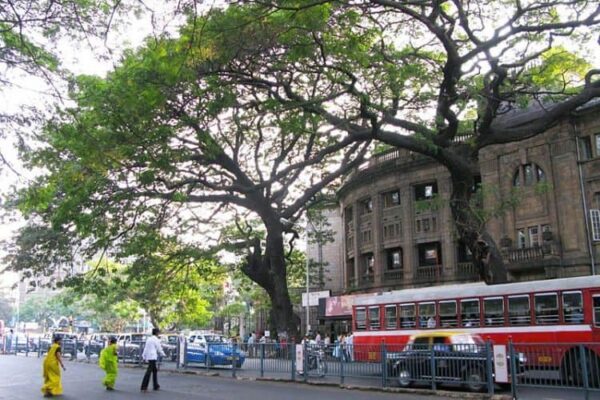 At the Prince of Wales Museum roundabout in the center of Colaba, an enormous rain tree sprawls out over the street. Planted in the front of the National Gallery of Modern Art, this tree is a visitor from the tropics of South America.