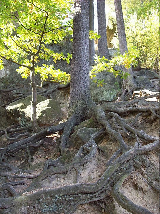 Wallachian Rocks on the Czech-Slovak Border 8 Waterfall of roots, Certovy Skaly
