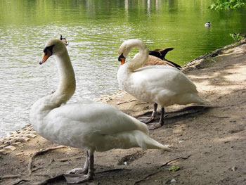 Swans at Palace Benrath