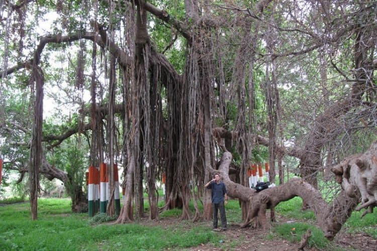 Crossing over on a small boat to an island of sand, we see Kabir's Vad -- the banyan tree formed when the sage and mystic poet Kabir threw away a twig he was using to clean his teeth.