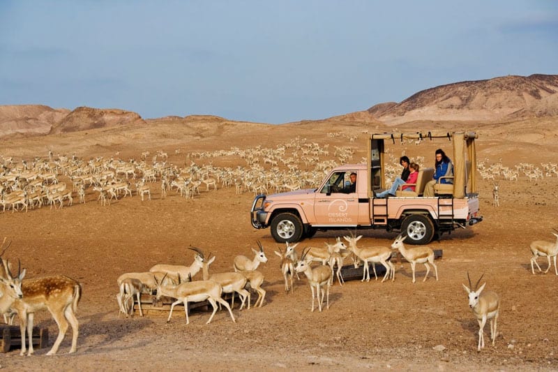 Sir Bani Yas Island: Desert Island Discovery 1 A desert safari on Sir Bani Yas Island in the United Arad Emirates