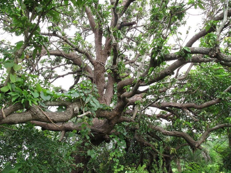 Sacred Trees: Mumbai's Green Ambassadors 10 After a bit of asking in Sanjan, we get someone to help us find Chalto Ambo, or the Walking Mango tree