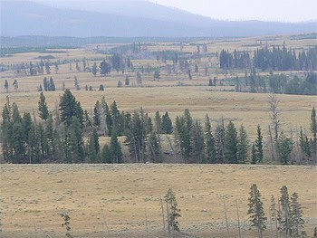 Wyoming: Viewing Wolves in Yellowstone Park 3 The wolves are out there. It just takes a scope with a 40x power to see them three miles away.