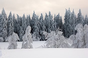 Scene from the Black Forest in Germany