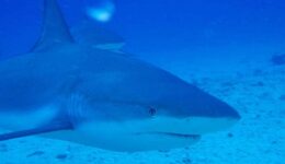 large-shark