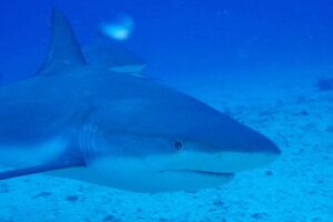 large-shark