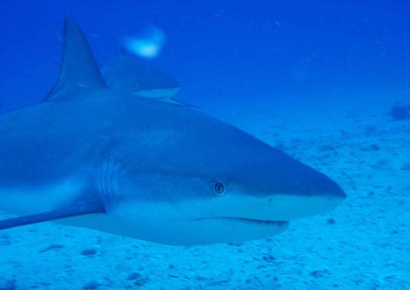Swimming With Sharks on St. Maarten 1 A blacktip reef shark in St. Maarten
