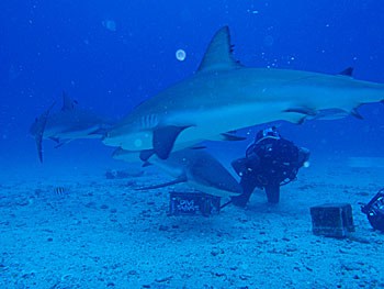 Swimming With Sharks on St. Maarten 5 Swimming with sharks