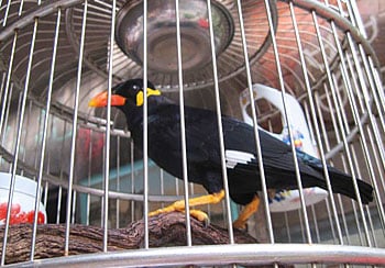 This bird greets everyone with "Ni Hao" (Hello!) in the Tianzifang shopping area in Shanghai.