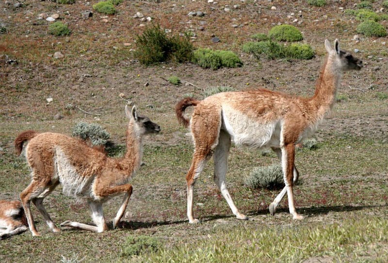 A guanaco mother with her calf