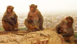 rhesus-macaques