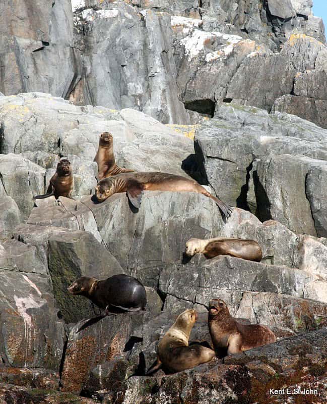 Seals basking on the rocks of Cape Horn