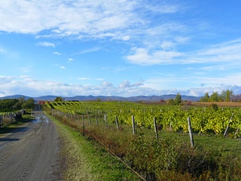 Vineyards on the Ile d'Orleans in Quebec