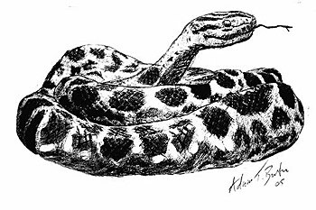 Illustration by Adam T. Burton