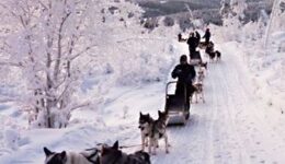 Dogsledding in Finland
