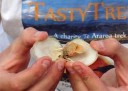 Trekking Te Araroa, New Zealand's Newest & Longest Hiking Trail 5 Trekker's food: a New Zealand clam