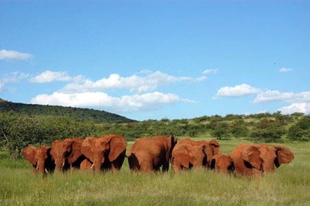 Into a Still Country: On Safari in Namibia 3 Elephants near the Sossusvlei Wilderness Camp
