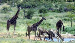 giraffes