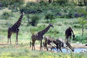 giraffes