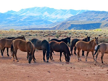 St. George, Utah: Red Rocks Calling 11 Wild mustangs at Windhorse Relations in Kayenta, Utah