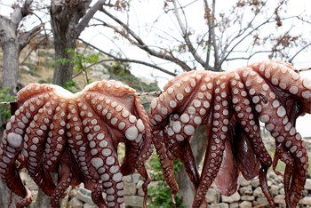Octopus in Rhodes.