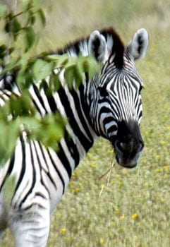 Into a Still Country: On Safari in Namibia 2 A zebra in Namibia. Photos by Janis Turk.