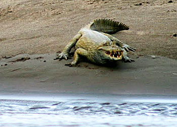 Mystic Tourism: Searching for the Yagé, in Peru 7 A caiman shows its teeth on the riverbank.