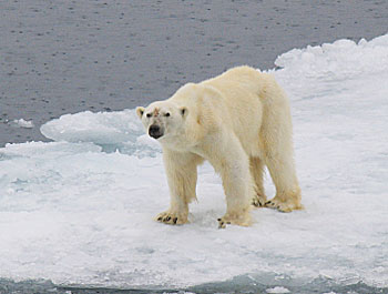 I awoke in the Svalbard Archipelago to find this is really the Land of the Ice Bear. Photos by Greg Roensch.