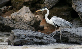 Mystic Tourism: Searching for the Yagé, in Peru 4 The Tambopata Reserve is rich in wildlife, and a particular favorite for bird-watchers