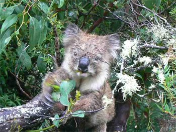Australia's Great Ocean Walk: Magnificent! 8 Koala on the Great Ocean Walk, Victoria Australia.