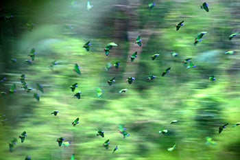 Mystic Tourism: Searching for the Yagé, in Peru 3 A flock of parrots circles near a claylick