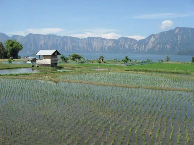 Rice paddies by Lake Maninjau. Photo by Michael Norwood