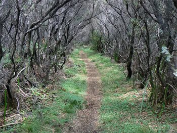 Australia's Great Ocean Walk: Magnificent! 7 A beautiful part of the trail is where you're totally covered with vines, and can hear the sea pounding right next to the path.