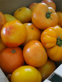 A box of gloriously non-uniform tomatoes, big as grapefruits, heavy and citrus-colored in Ojai, California.