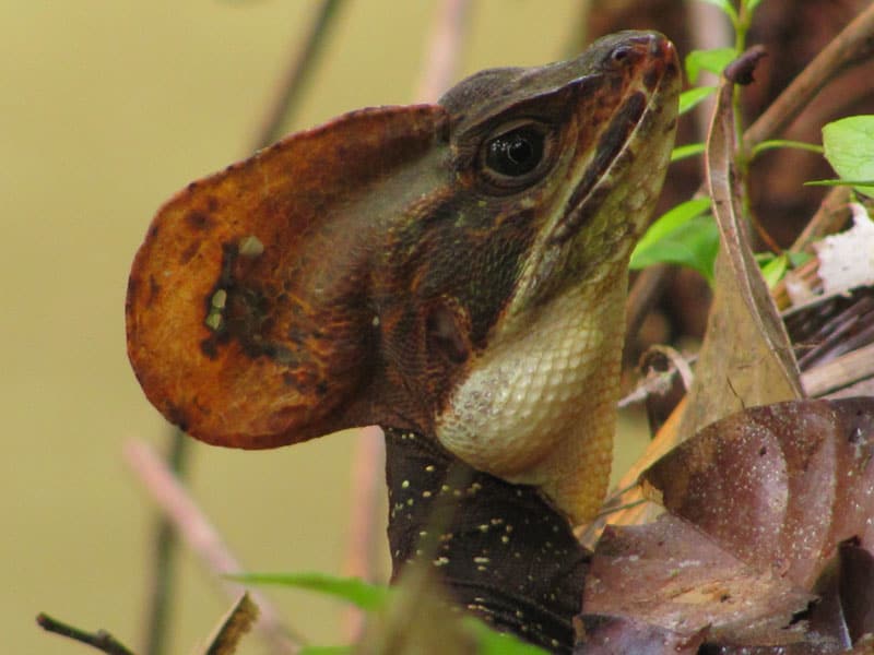 colombia's pacific coast
