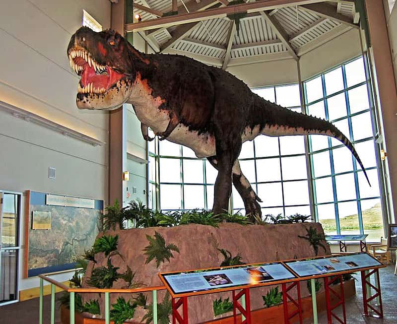 Life-sized model of a tyrannosaurus rex at the Fort Peck Interpretive Center in Montana. Photo by Esha Samajpati.dinosaurs