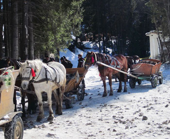Legendary Skiing in the Carpathian Mountains 5 Horse-drawn wagons are used to transport skiers.