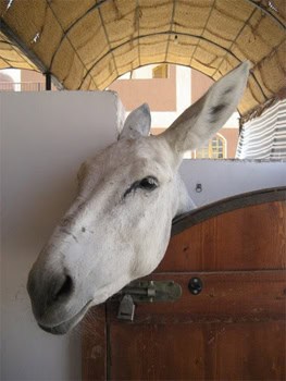 Animal Care in Egypt: Working for Working Animals 1 A donkey at the ACE, where working animals are cared for in Luxor, Egypt. Photos by Jessica Ocheltree. animal care