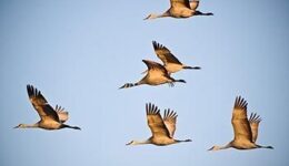flying-cranes