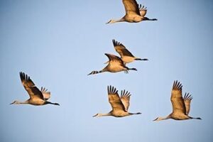 Observing Sandhill Cranes in Kearney, Nebraska flying-cranes