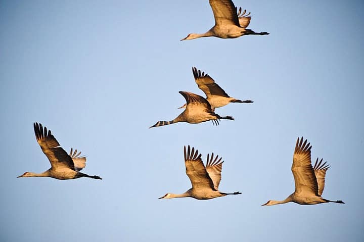 Observing Sandhill Cranes in Kearney, Nebraska 1 Flying cranes in Kearney, Nebraska.