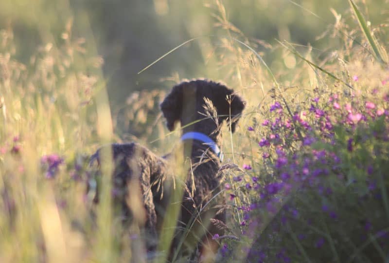 Ozzie peeks through fields of wildgrass on Sauvie Island.