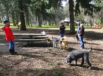 Ozzie socializes with fellow dogs at Wilshire Park in Northeast Portland.