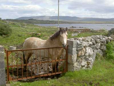 One of many horses on the Aran Islands