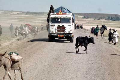 cows in road ethiopia