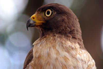 roadside hawk