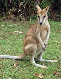 A wallaby greets us on the banks of the Katherine River.